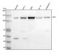 Anti-JAK2 Monoclonal Antibody