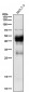 Anti-CXCR4 Monoclonal Antibody