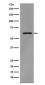 Anti-Phospho-Src (Y419) Monoclonal Antibody
