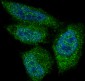 Anti-AKT1 Monoclonal Antibody