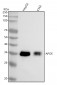 Anti-Apolipoprotein E APOE Monoclonal Antibody