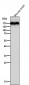 Anti-APC Monoclonal Antibody