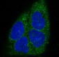 Anti-MyD88 Monoclonal Antibody