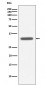 Anti-MyD88 Monoclonal Antibody