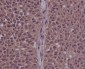 Anti-Phospho-CDK2 (Y15) Rabbit Monoclonal Antibody