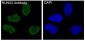 Anti-RUNX2 Monoclonal Antibody