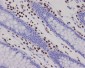 Anti-RUNX2 Monoclonal Antibody