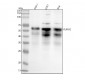 Anti-RUNX2 Monoclonal Antibody