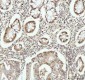 Anti-Phospho-Histone H2A.X (S139) H2AFX Monoclonal Antibody