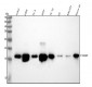 Anti-Phospho-Histone H2A.X (S139) H2AFX Monoclonal Antibody