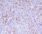 Anti-Granzyme B GZMB Monoclonal Antibody
