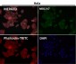 Anti-IRAK4 Monoclonal Antibody