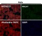 Anti-IRAK4 Monoclonal Antibody