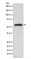 Anti-IRAK4 Monoclonal Antibody