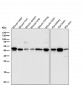 Anti-PDK1 Monoclonal Antibody