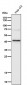 Anti-PDK1 Monoclonal Antibody