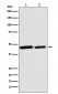 Anti-Citrate synthetase CS Monoclonal Antibody