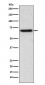 Anti-ITK Monoclonal Antibody