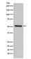 Anti-PDCD4 Rabbit Monoclonal Antibody