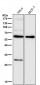 Anti-PDCD4 Rabbit Monoclonal Antibody