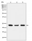 Anti-p23 Monoclonal Antibody