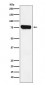 Anti-HEC1 NDC80 Monoclonal Antibody