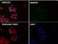 Anti-GPX4 Rabbit Monoclonal Antibody