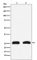 Anti-HMGB2 Rabbit Monoclonal Antibody