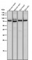 Anti-PKC epsilon Monoclonal Antibody