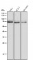 Anti-PKC epsilon Monoclonal Antibody