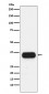 Anti-HLA-DQA1 Monoclonal Antibody