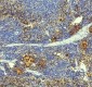 Anti-PF4 Monoclonal Antibody