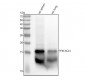 Anti-PF4 Monoclonal Antibody