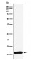 Anti-PF4 Monoclonal Antibody