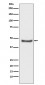 Anti-PHD2 / prolyl hydroxylase Monoclonal Antibody