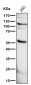 Anti-PHD2 / prolyl hydroxylase Monoclonal Antibody