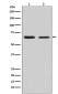 Anti-CRMP2 Rabbit Monoclonal Antibody