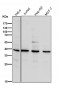 Anti-EDG2 LPAR1 Rabbit Monoclonal Antibody