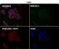 Anti-Atg7 (Apg7) Monoclonal Antibody