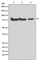 Anti-Atg7 (Apg7) Monoclonal Antibody