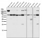 Anti-Atg7 (Apg7) Monoclonal Antibody