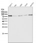 Anti-Atg7 (Apg7) Monoclonal Antibody