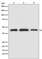 Anti-PRAS40 AKT1S1 Monoclonal Antibody