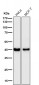 Anti-PRAS40 AKT1S1 Monoclonal Antibody