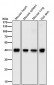 Anti-PRAS40 AKT1S1 Monoclonal Antibody