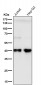 Anti-PRAS40 AKT1S1 Monoclonal Antibody