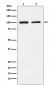 Anti-GluR2 Monoclonal Antibody