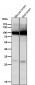 Anti-GluR2 Monoclonal Antibody