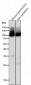 Anti-GluR2 Monoclonal Antibody