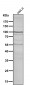 Anti-GluR2 Monoclonal Antibody